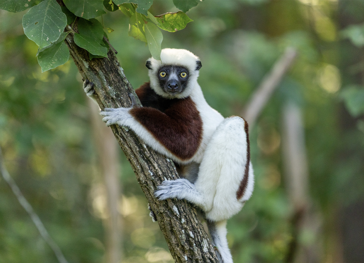 A Coquerel's sifaka clings to a small tree trunk against a background of green leaves