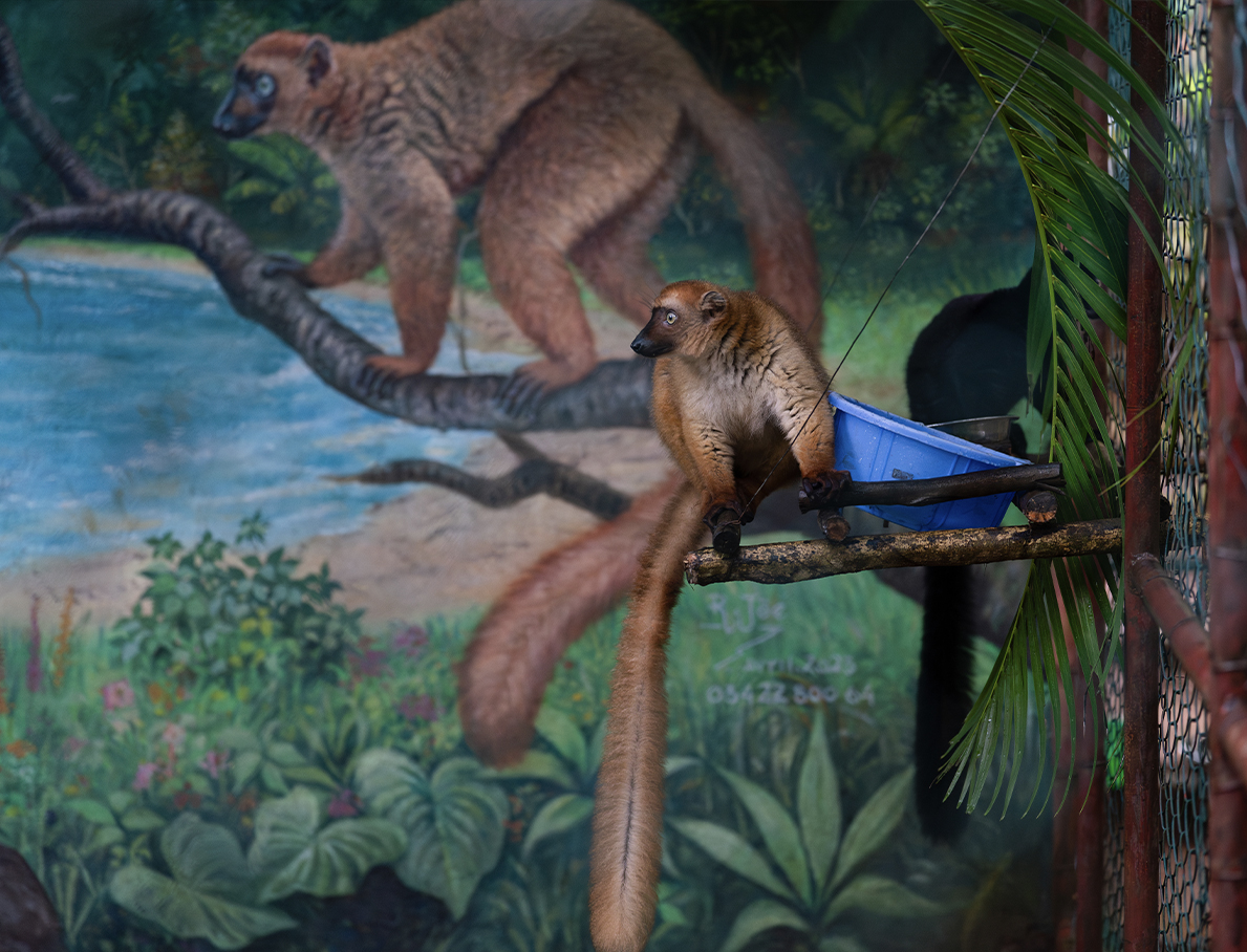 A female blue-eyed black lemur with rich reddish brown fur inside her enclosure, which is painted with an exact replica