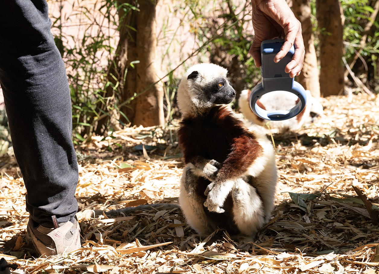 A veterinarian holds a microchip scanner behind a sifaka, which is sitting calmly on the ground