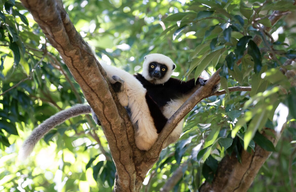 A free-ranging Coquerel's sifaka sits in the V-shaped fork of a tree. Lush green leaves are in the background.