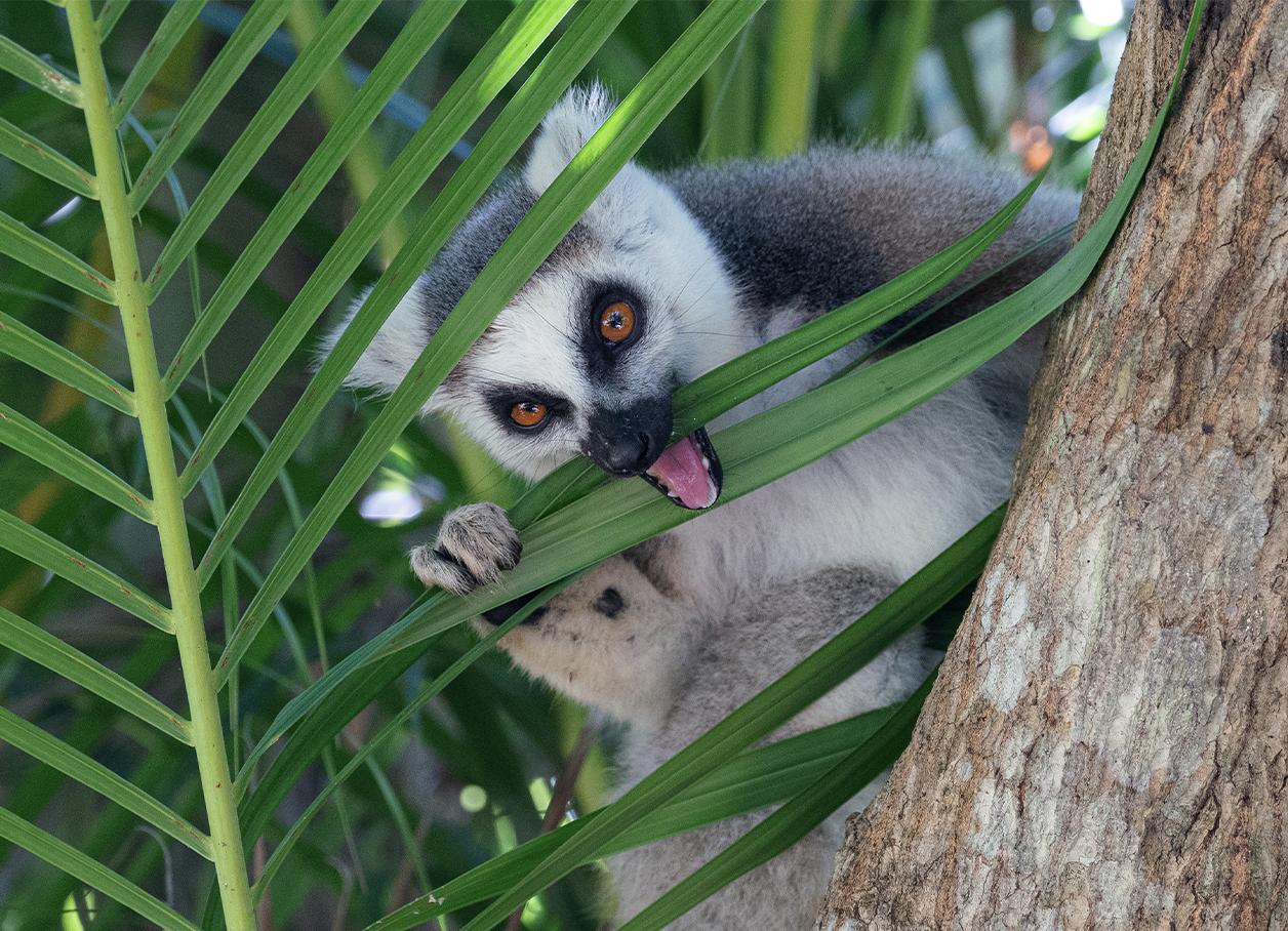 A ring-tailed lemur bites the leaves of a palm frond