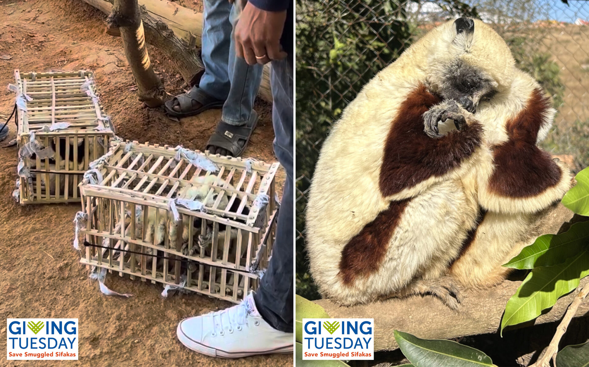 Sifakas smuggled in bamboo cages (left), two sifakas cling to each other after being released from their cages