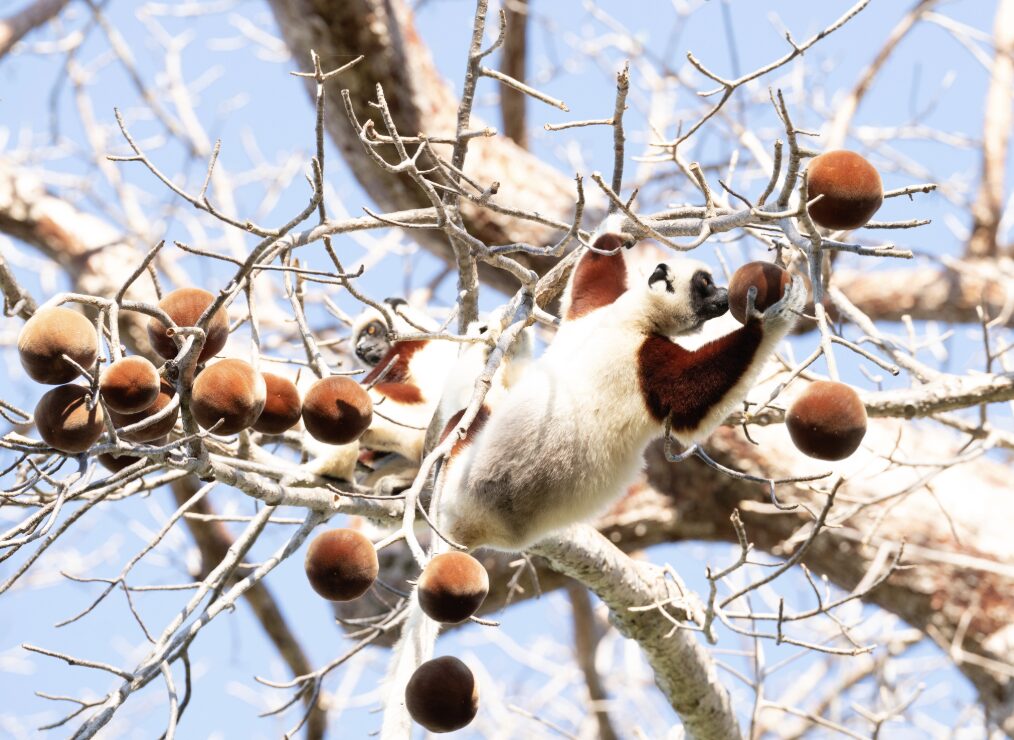 Two wild sifakas eat baobab fruits (medium sized, round, fuzzy) in a tree, against a bright blue sky
