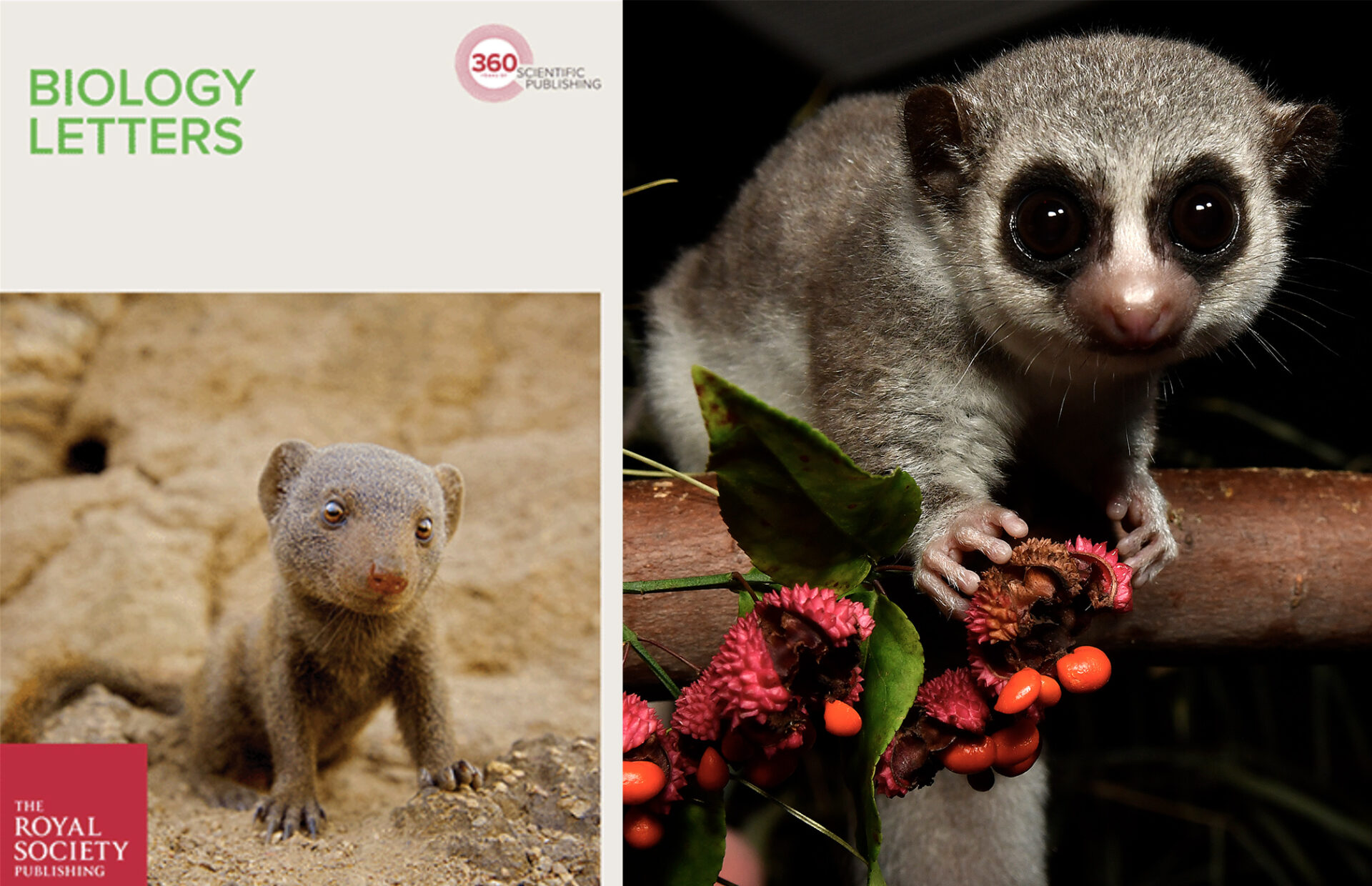 A screenshot of the journal Biology Letters next to a photo of a fat-tailed dwarf lemur eating red berries