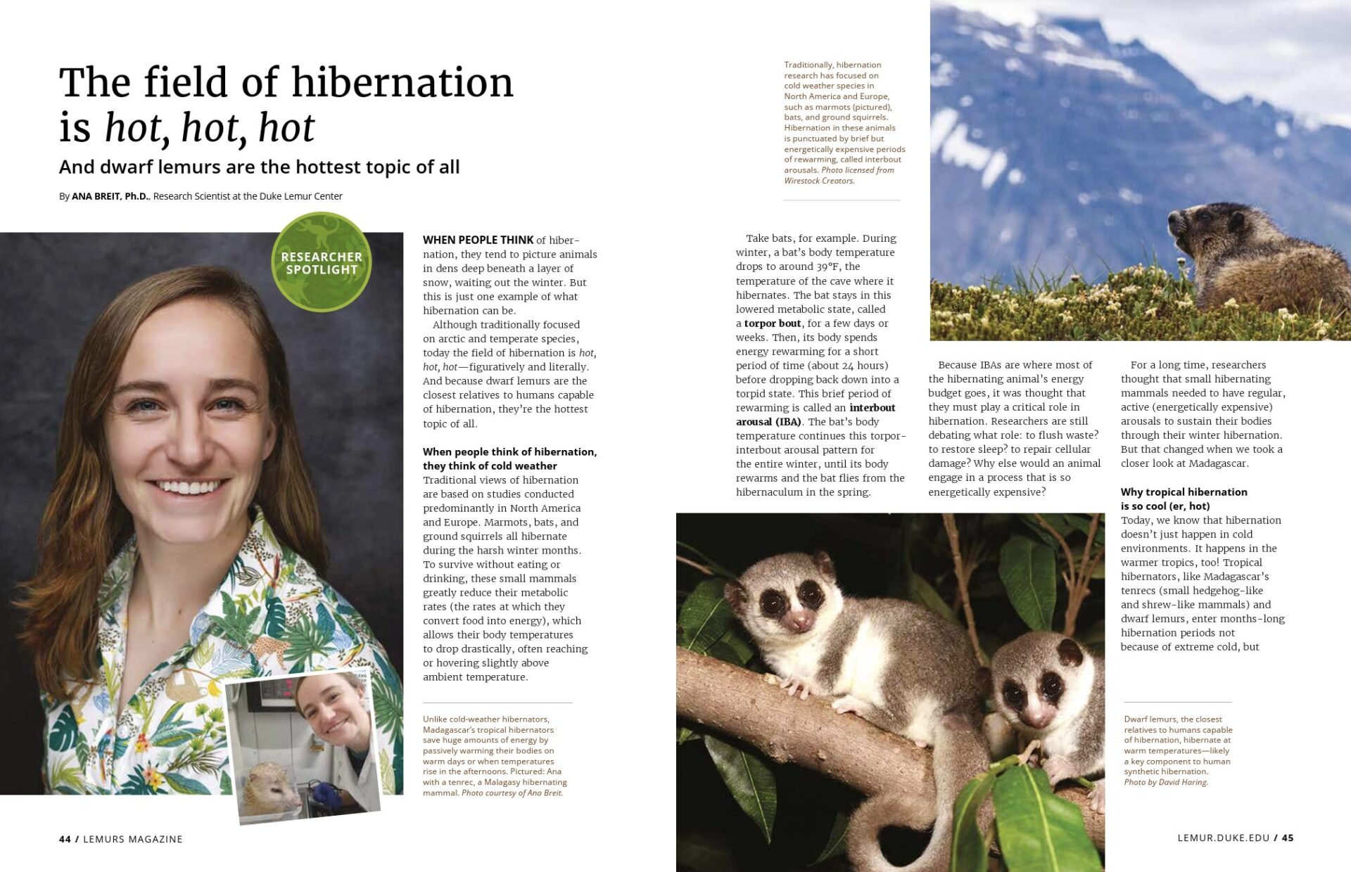 A screenshot of a magazine spread about dwarf lemur hibernation.