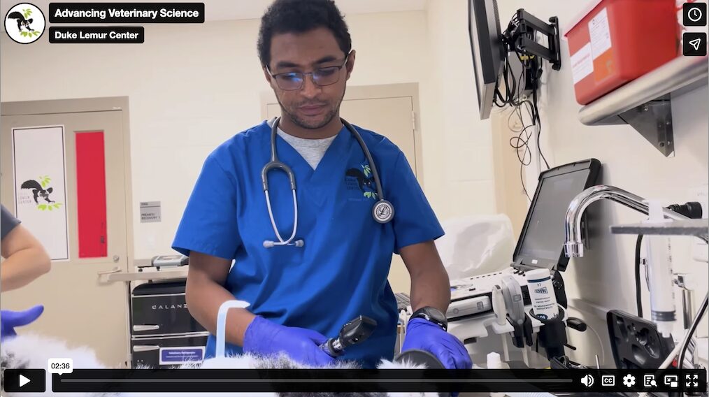 A thumbnail of a video showing a veterinarian from Madagascar examining a ruffed lemur at the Duke Lemur Center's veterinary hospital. The veterinarian wears blue scrubs with DLC logo, a stethoscope, and gloves.