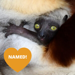 An infant sifaka face next to a heart-shaped orange badge that says "Name Me"