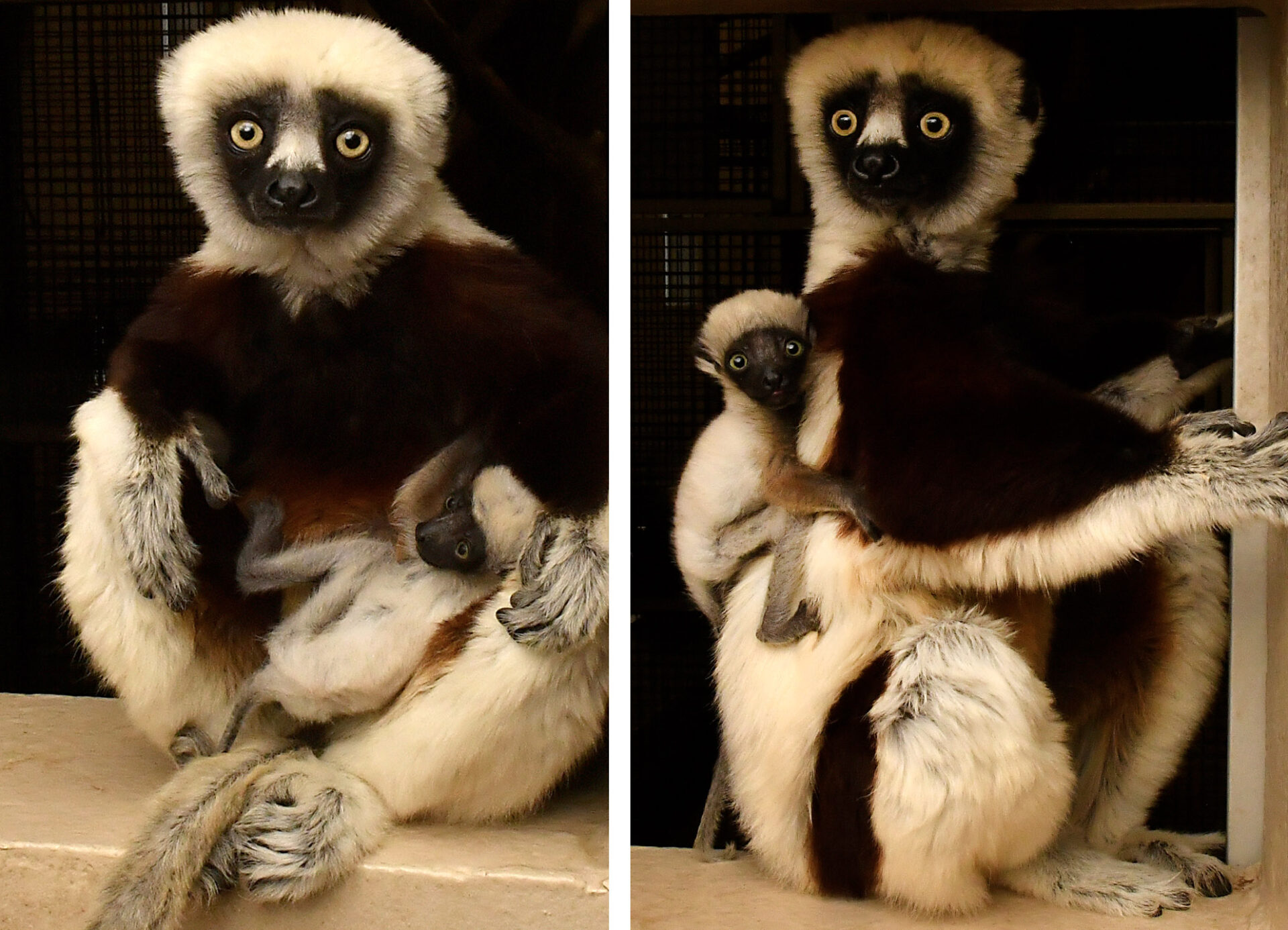A sifaka infant clings to his mother's belly (left photo) and back (right photo)
