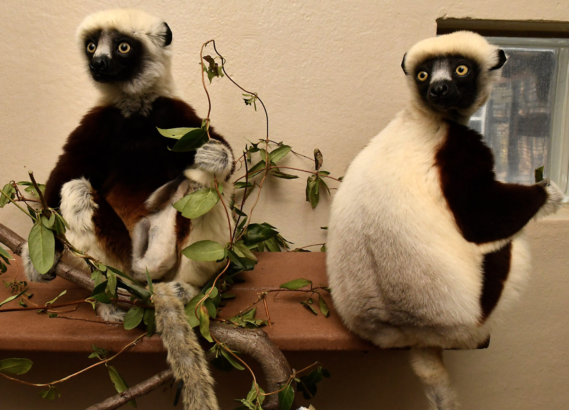 A mother sifaka eats leaves while her infant clings to her belly