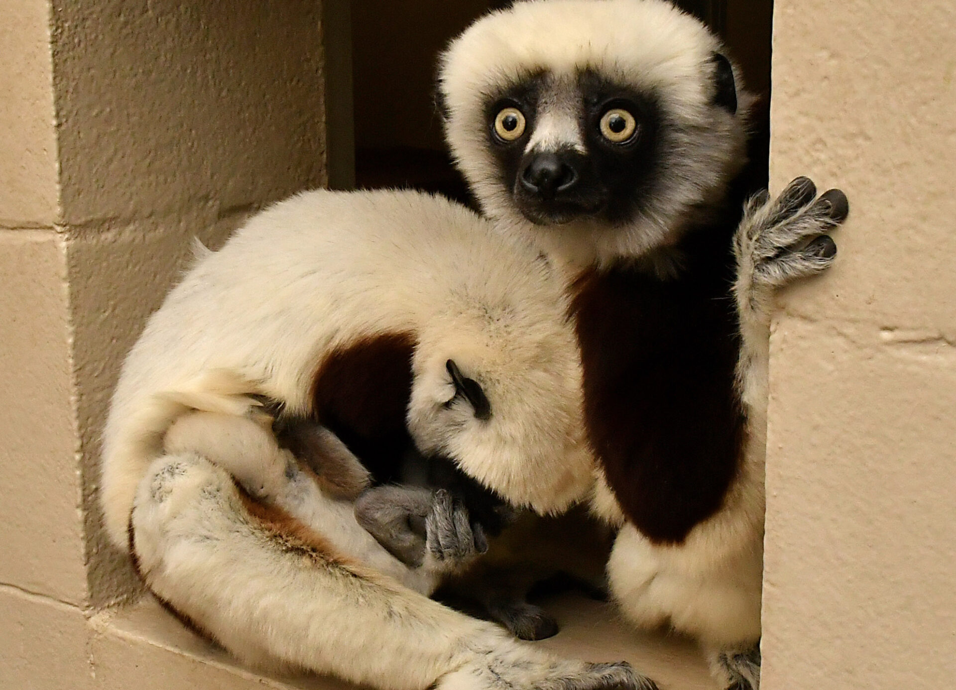 A mother sifaka grooms her infant