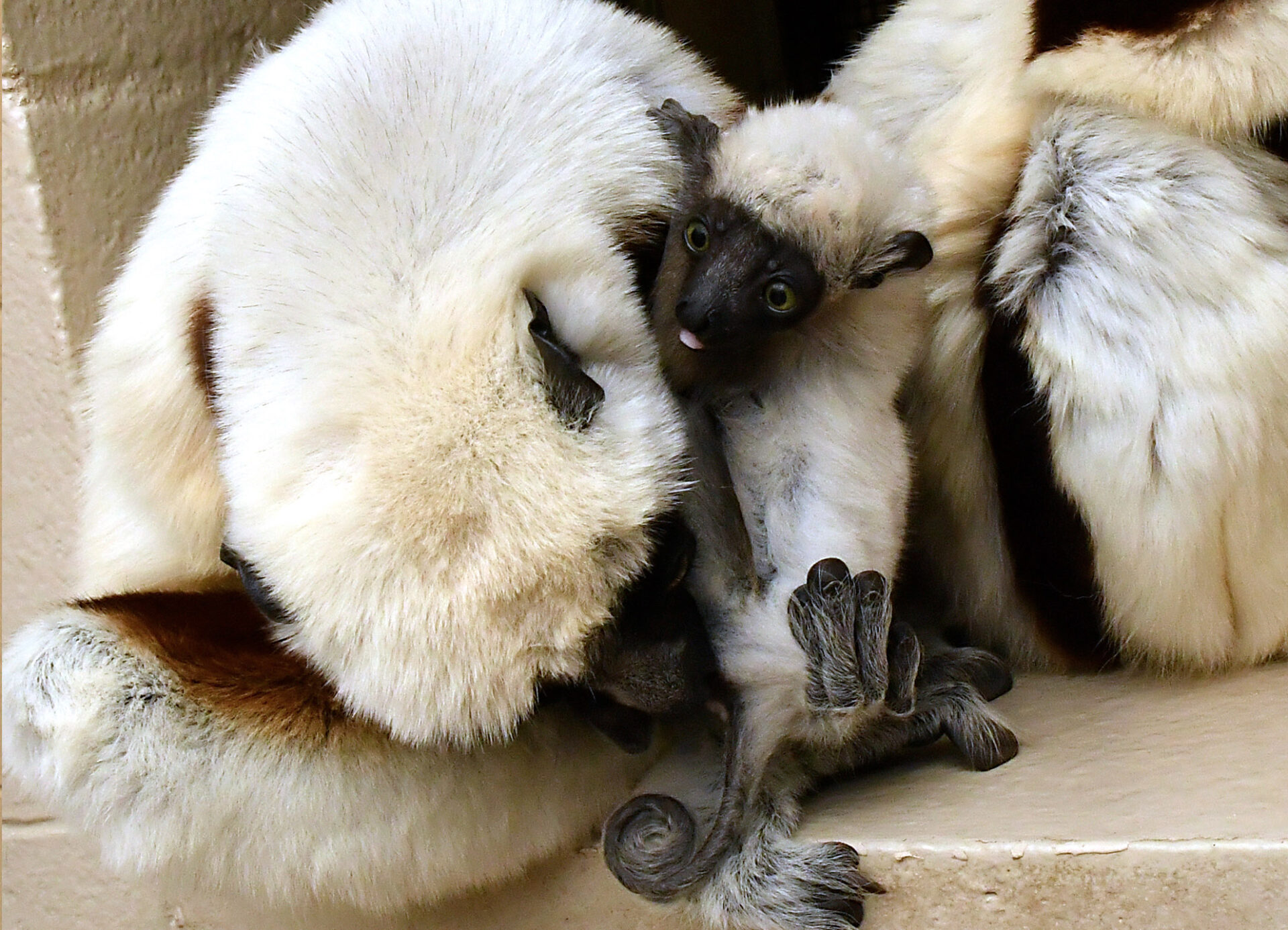 A mother sifaka grooms her infant