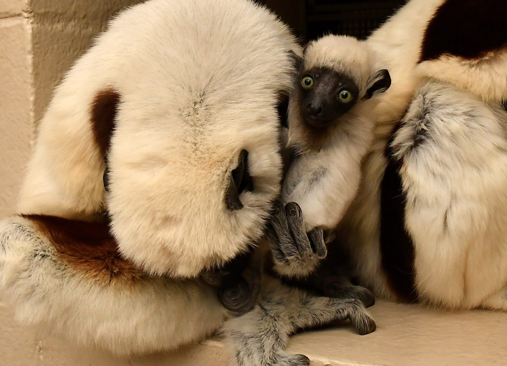 A mother sifaka grooms her infant