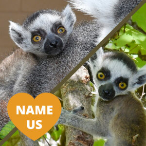 Photos of two infant ring-tailed lemurs and a heart-shaped badge that says "NAME US"