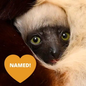 An infant sifaka face next to a heart-shaped orange badge that says "NAMED!"