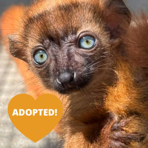 Zava Adopted An infant lemur with orange fur and bright blue eyes looks at the camera. An orange heart next to her photo reads "ADOPTED!"