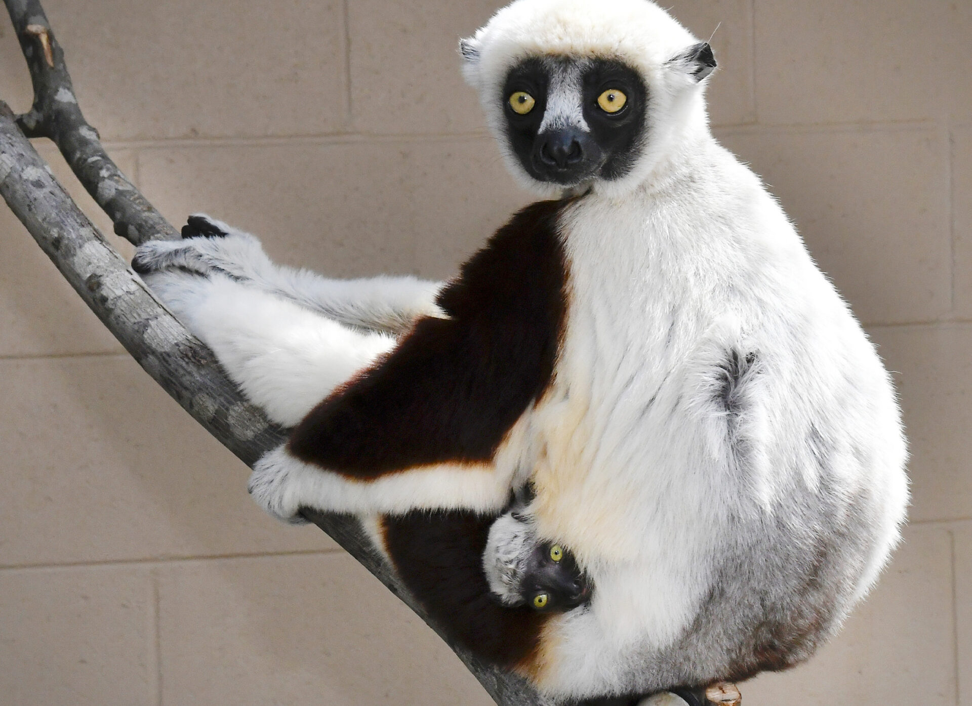 An infant sifaka clings to his mother's belly. She rests on a branch, and his head peaks out of her fur.