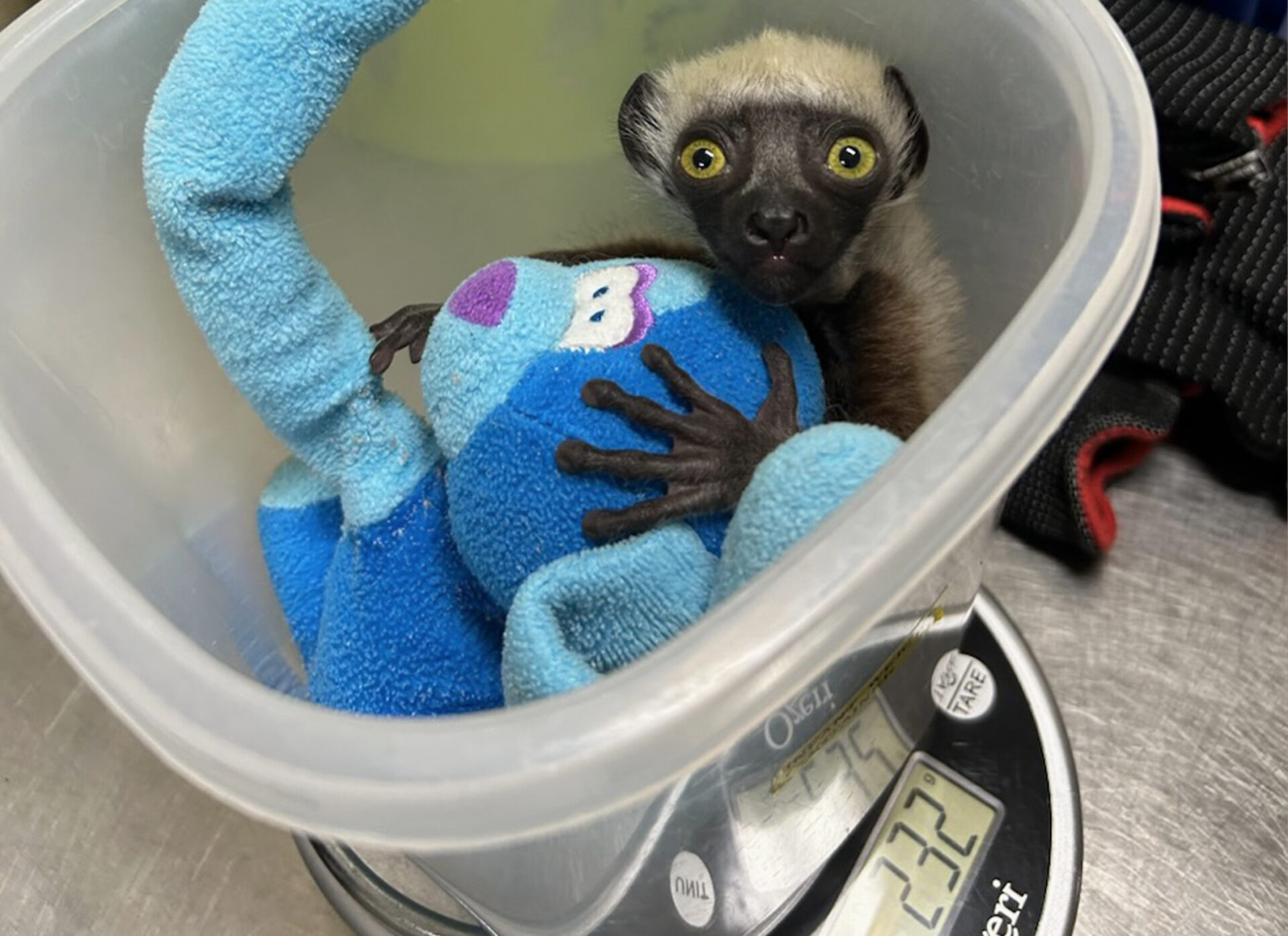 An infant sifaka clings to a blue stuffed animal during a routine weighing