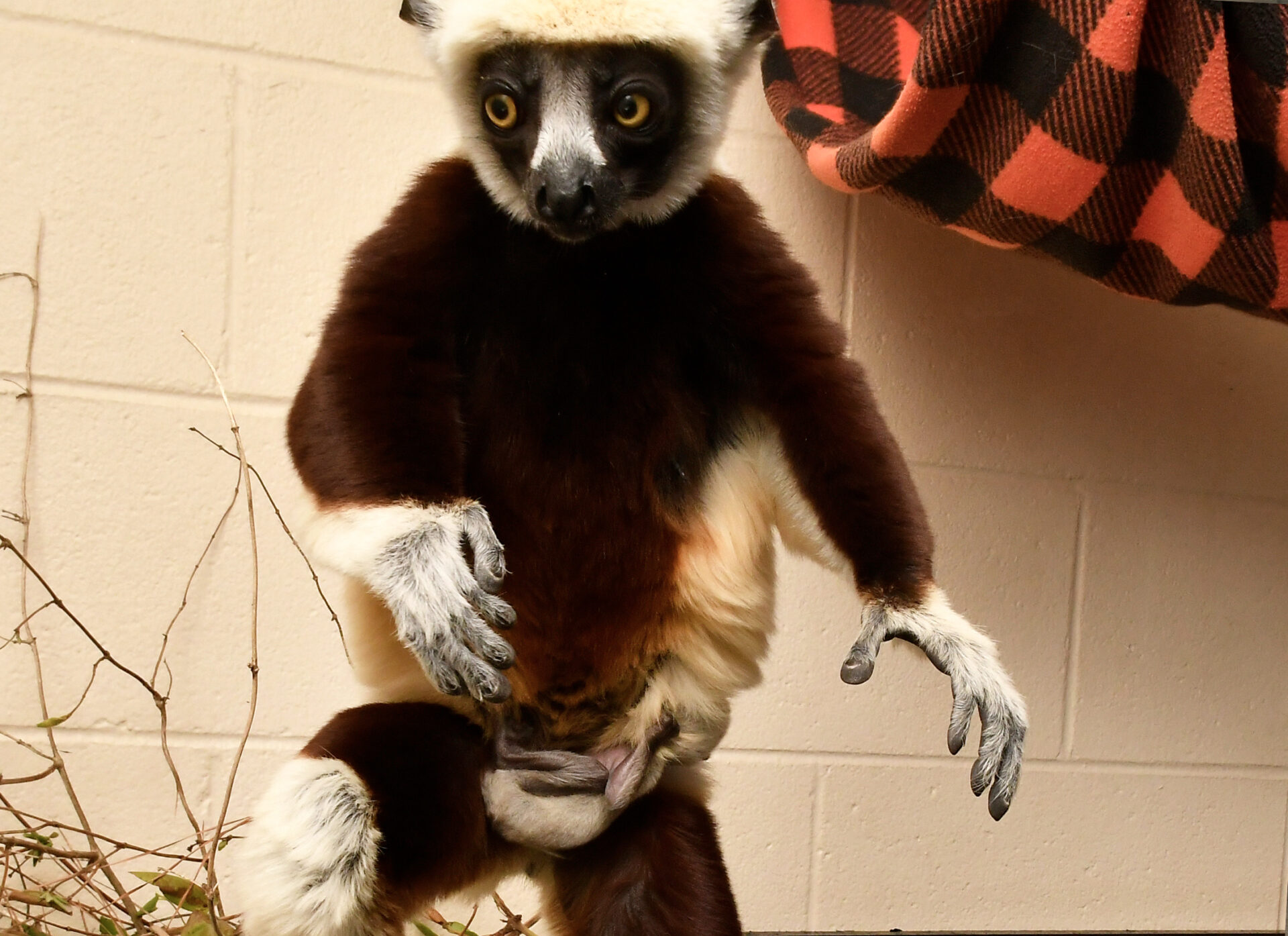 A very young sifaka infant clings to his mother's belly while she leaps through her enclosure