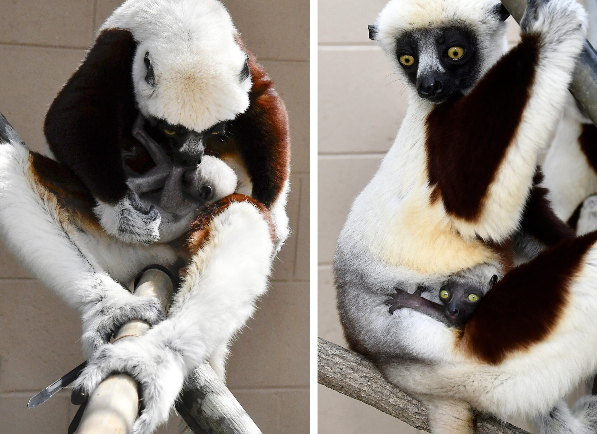 A mother sifaka grooms her infant (left photo) and an infant sifaka clings to his mother's belly (right photo)