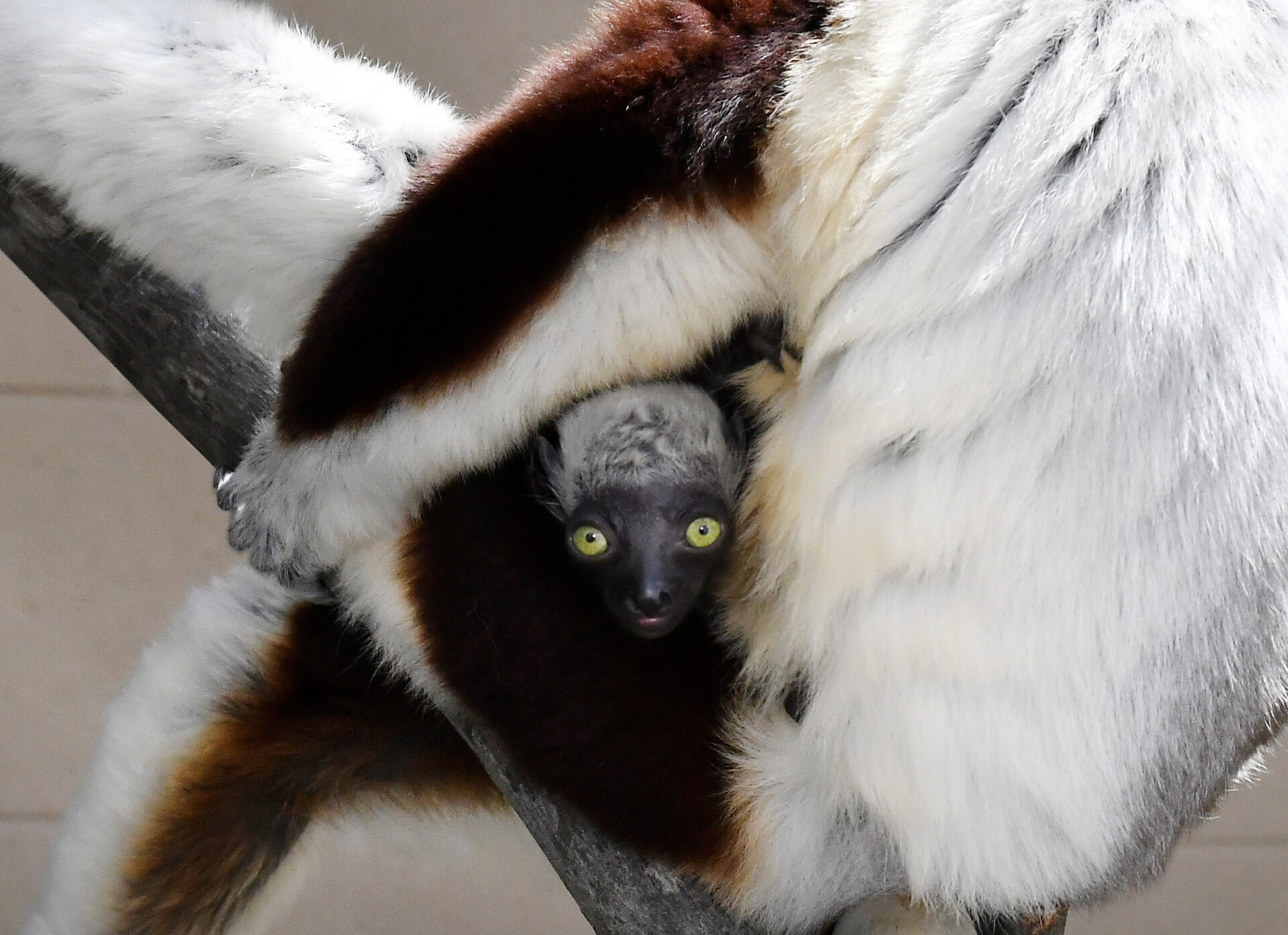 A sifaka infant clings to his mother's belly while looking directly at the photographer with wide, bright yellow eyes