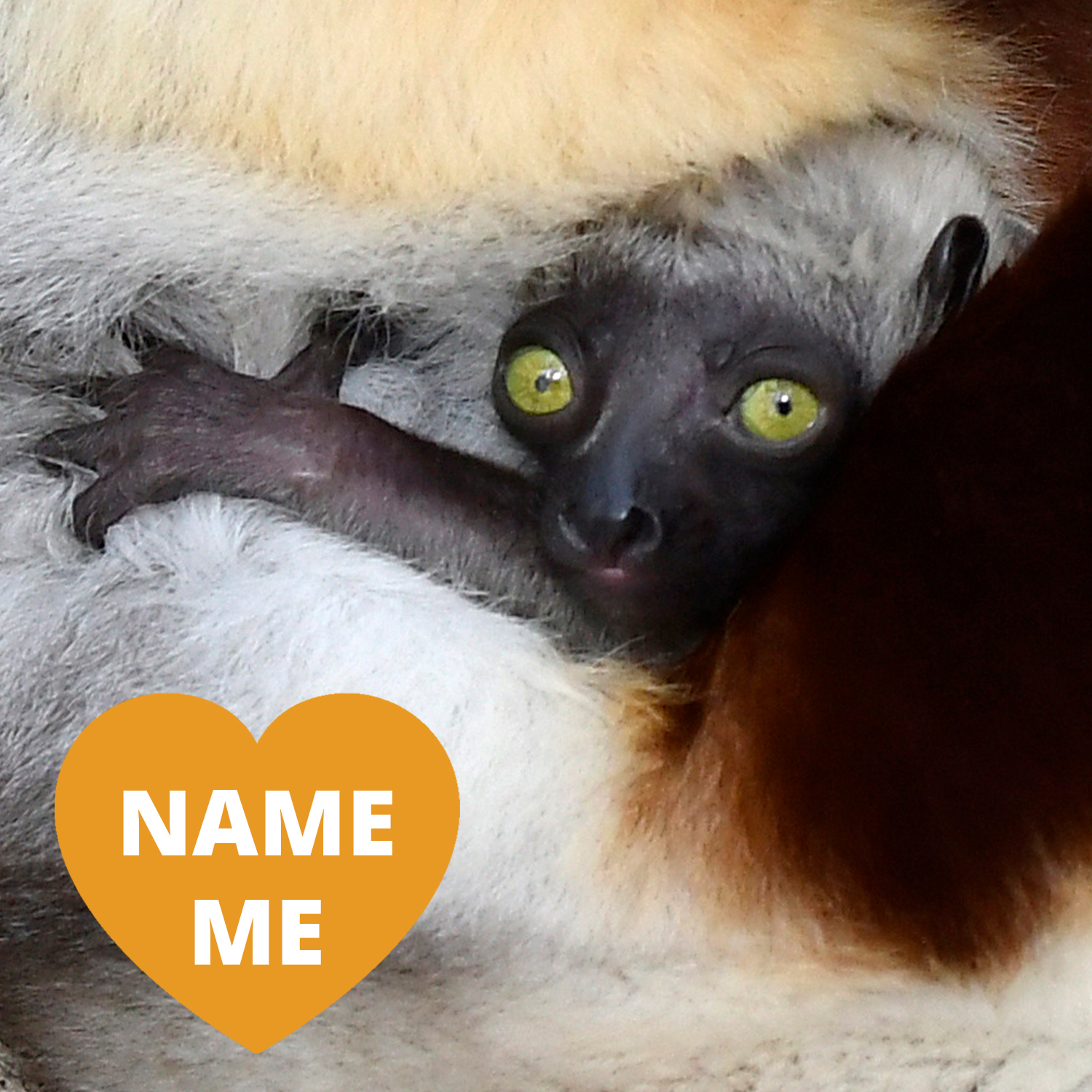 An infant sifaka's face next to an orange heart that says "Adopt Me"