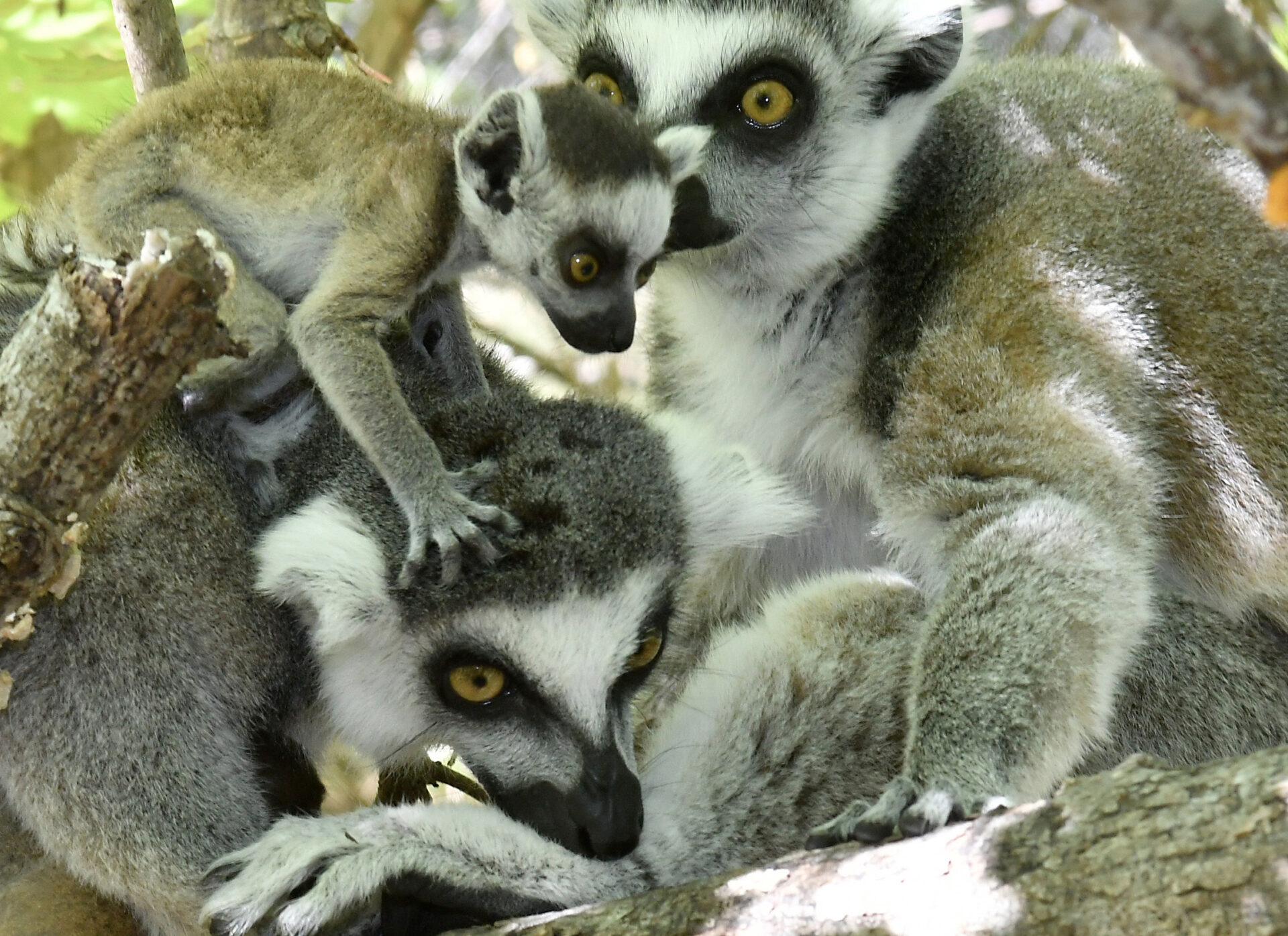 An infant ring-tailed lemur leaps on its mother's head while its mother grooms the leg of her mate