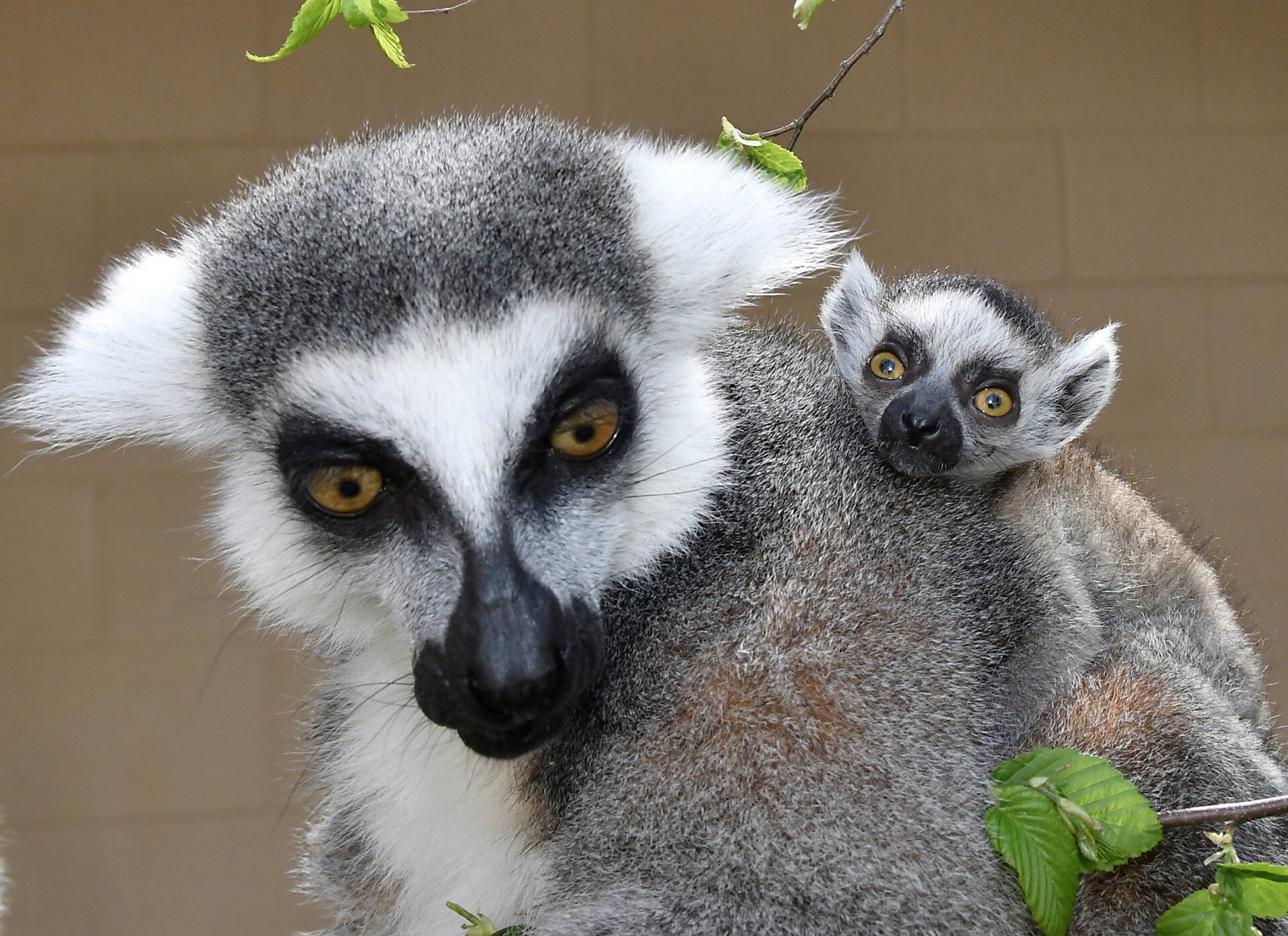 An infant ring-tailed lemur clings to its mothers back