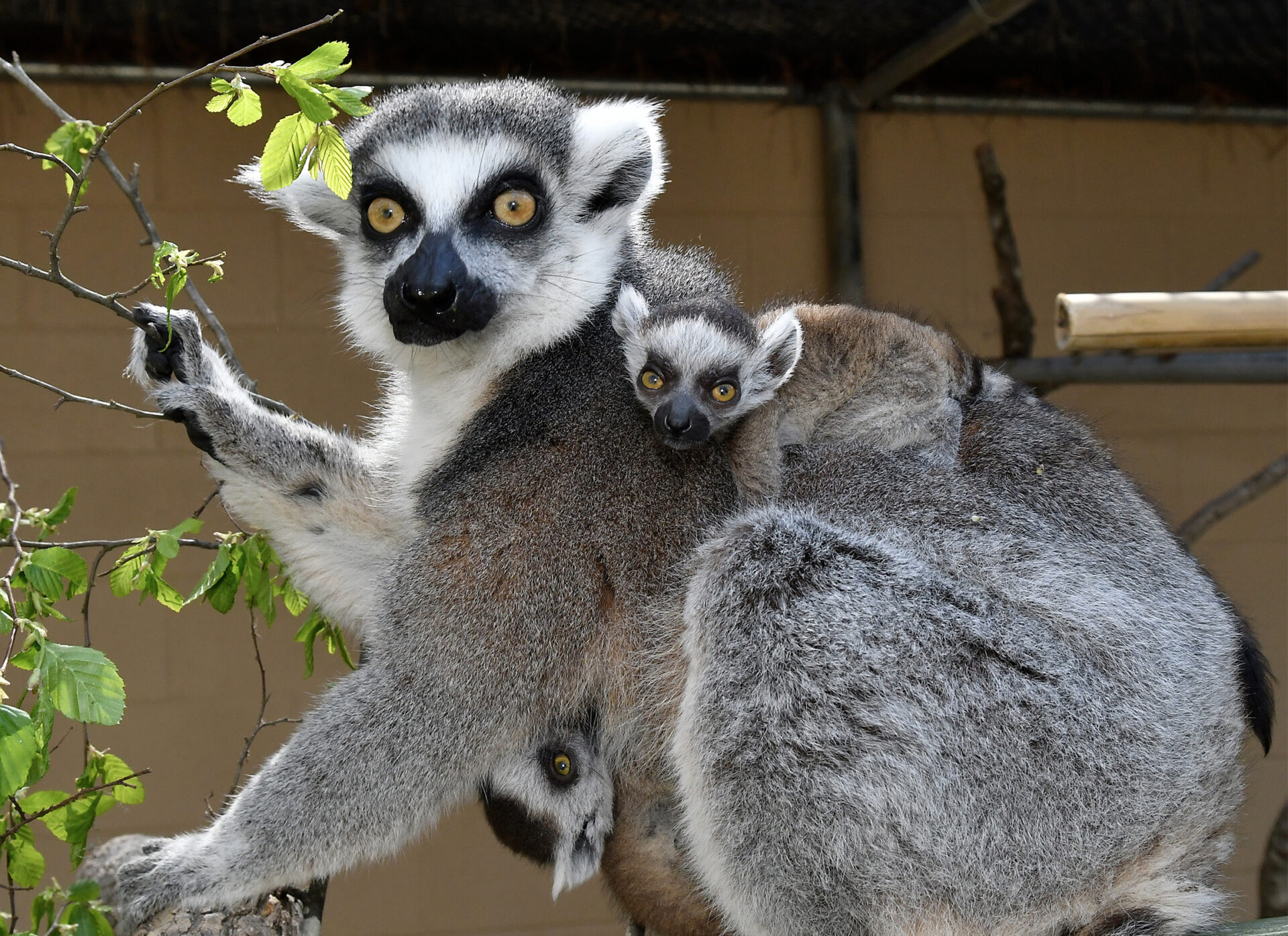 A mother ring-tailed lemur eats leaves while one infant clings to her belly and the other clings to her back