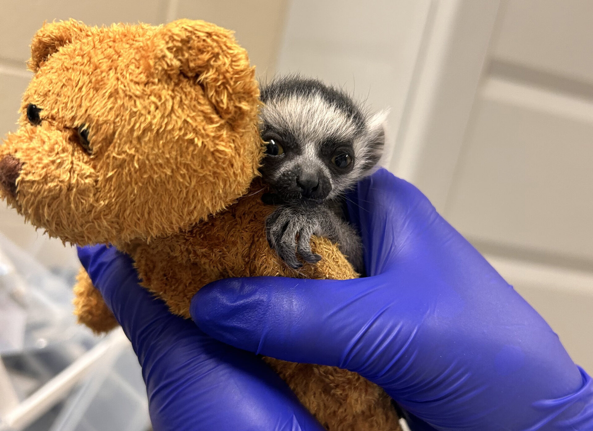 A two-day-old ring-tailed lemur clings to a stuffed animal during a routine weighing and infant wellness exam