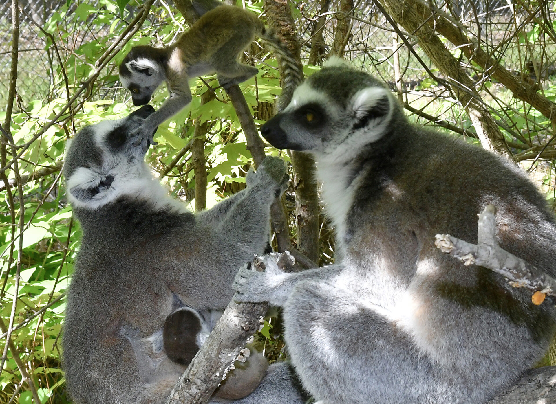 A family of four ring-tailed lemurs in the forest, including the parents and two infants. One infant is nursing and the other is "kissing" its mother's nose