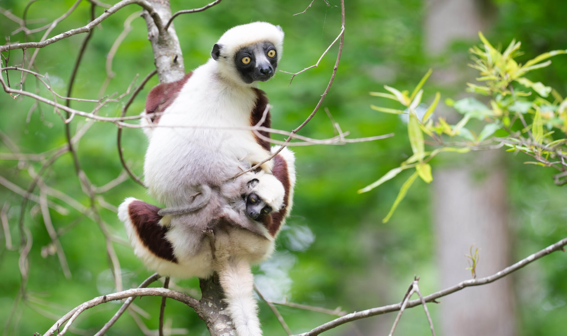 An infant sifaka clings to his mother's belly in their forested enclosure