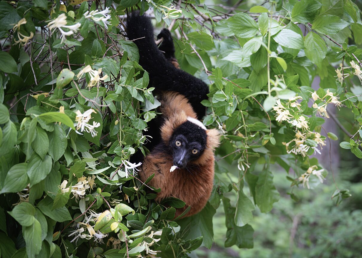 A red ruffed lemur munches honeysuckle surrounded by green leaves