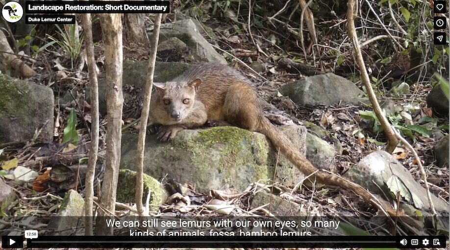A thumbnail of a video showing a fossa (a light brown mongoose-like animal with a long tail) in the forest