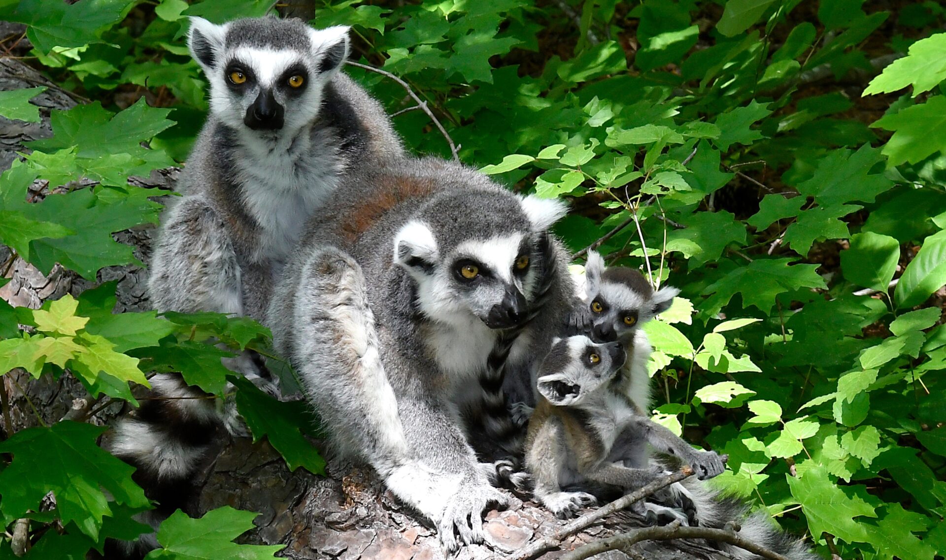 Two ring-tailed lemur twins with their mother and older sister in the forest