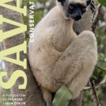 A beige-colored sifaka sits on a branch in a forest. Text reads "SAVA CONSERVATION: A Publication of the Duke Lemur Center"