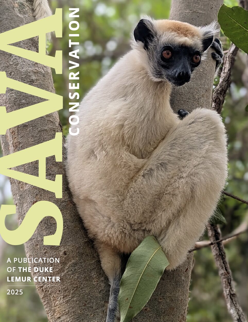 A beige-colored sifaka sits on a branch in a forest. Text reads "SAVA CONSERVATION: A Publication of the Duke Lemur Center"