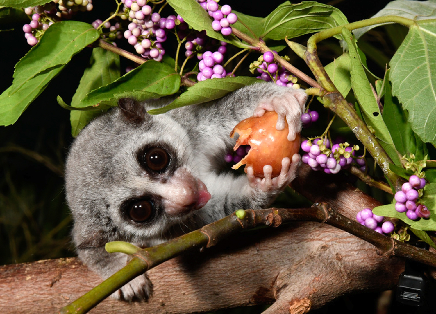 A dwarf lemur eats a fig, which he holds tightly in his hands against a backdrop of purple berries and green leaves