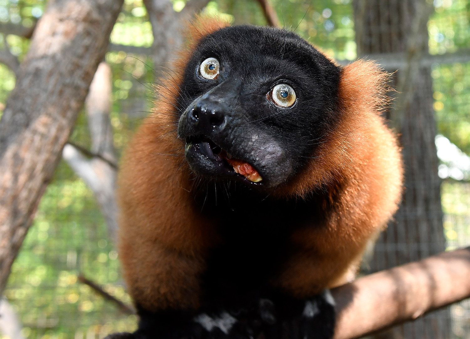 A red ruffed lemur enthusiastically eating a fig