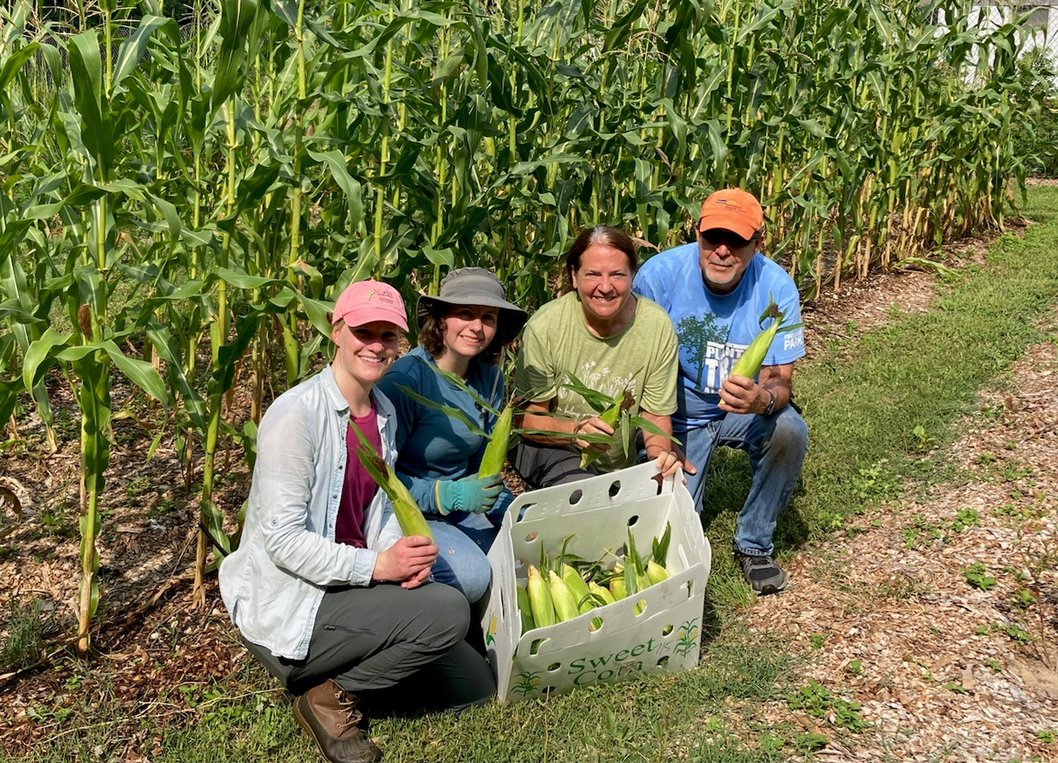 Four gardeners crouch in front of a sweetcorn patch with a basket of corn they've just harvested