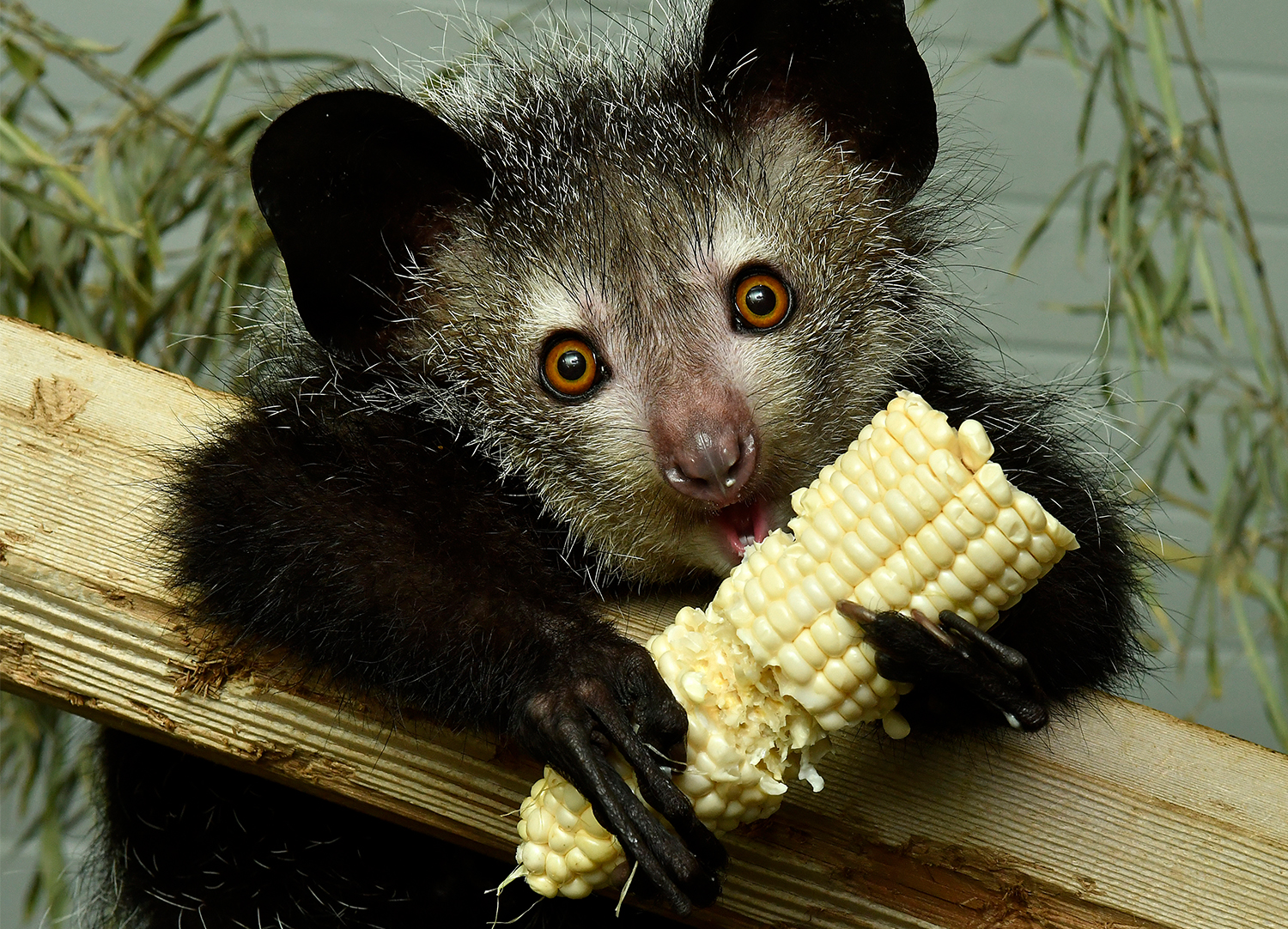 A young aye-aye holds an ear of corn in her hands while eating the kernels