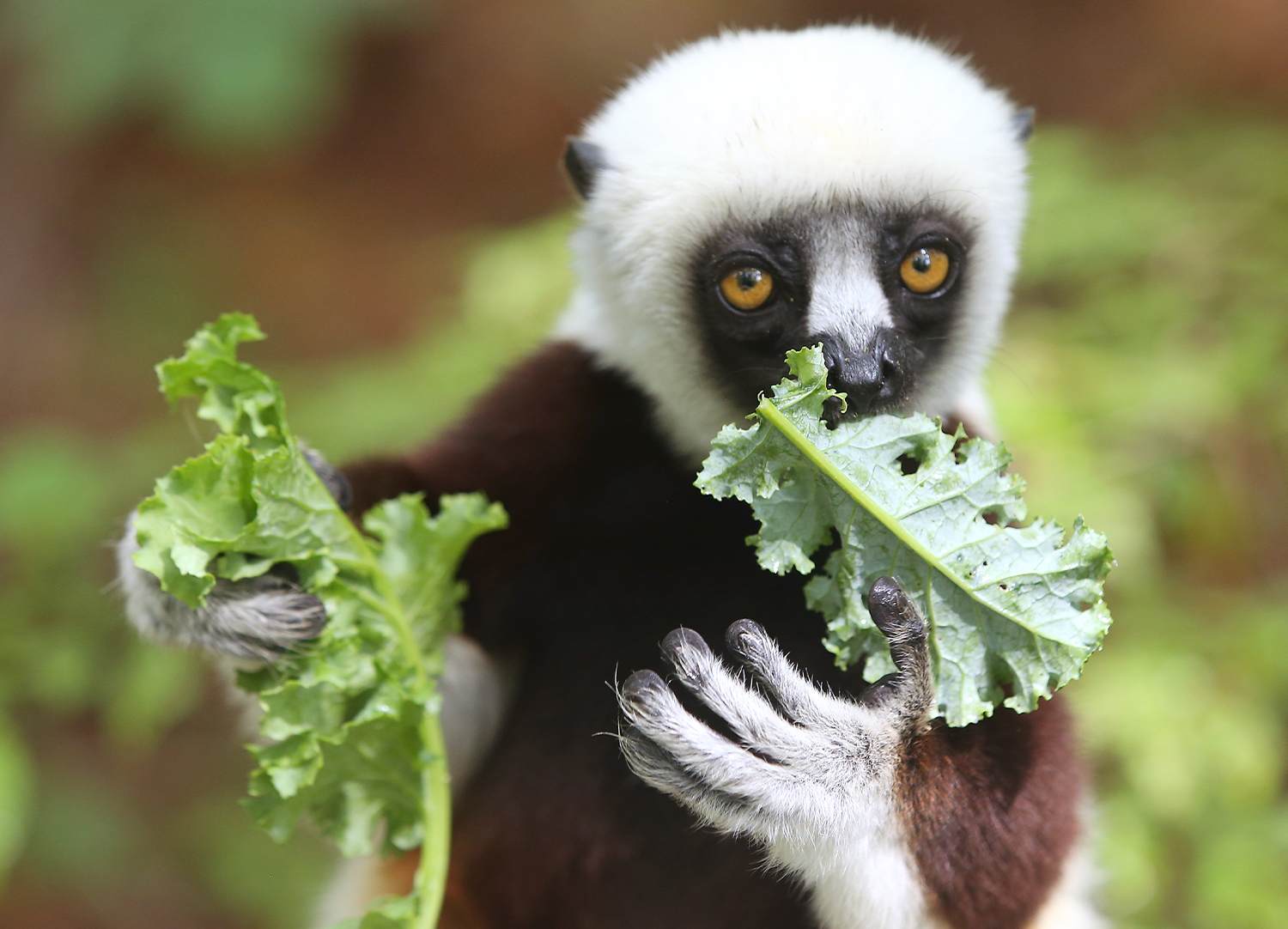 A Coquerel's sifaka lemur eats kale while looking at the camera