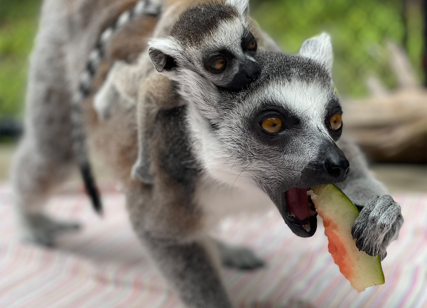 A mother ring-tailed lemur eats watermelon while her baby clings to her back