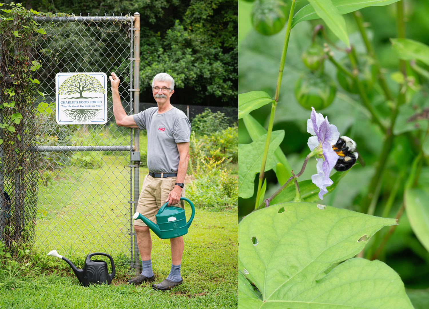 Charlie Welch stands next to the entrance to the Food Forest, a bee pollinates a plant blossom