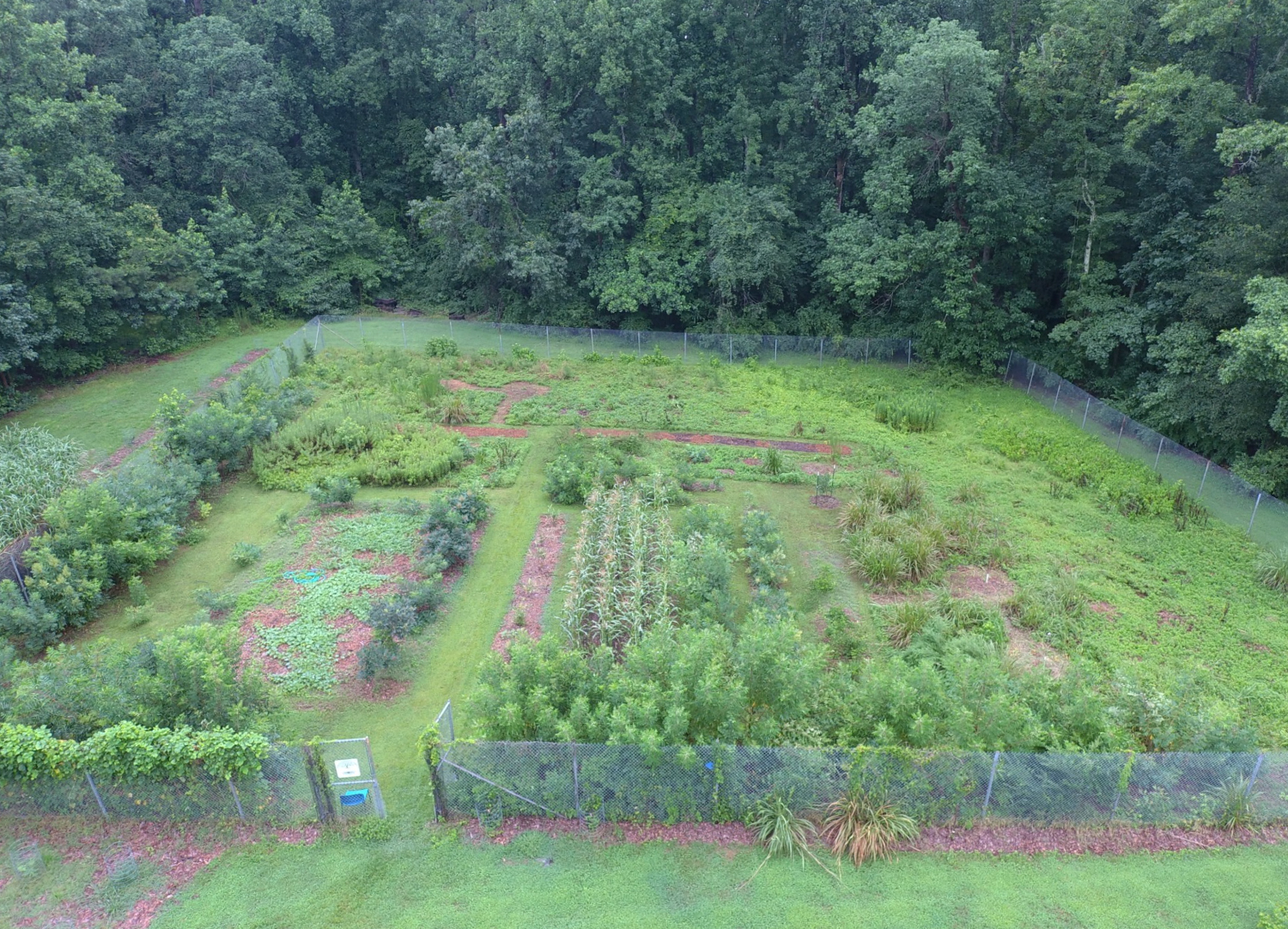 Aerial view of the Food Forest, surrounded by a tall chainlink fence to protect it from being munched by deer