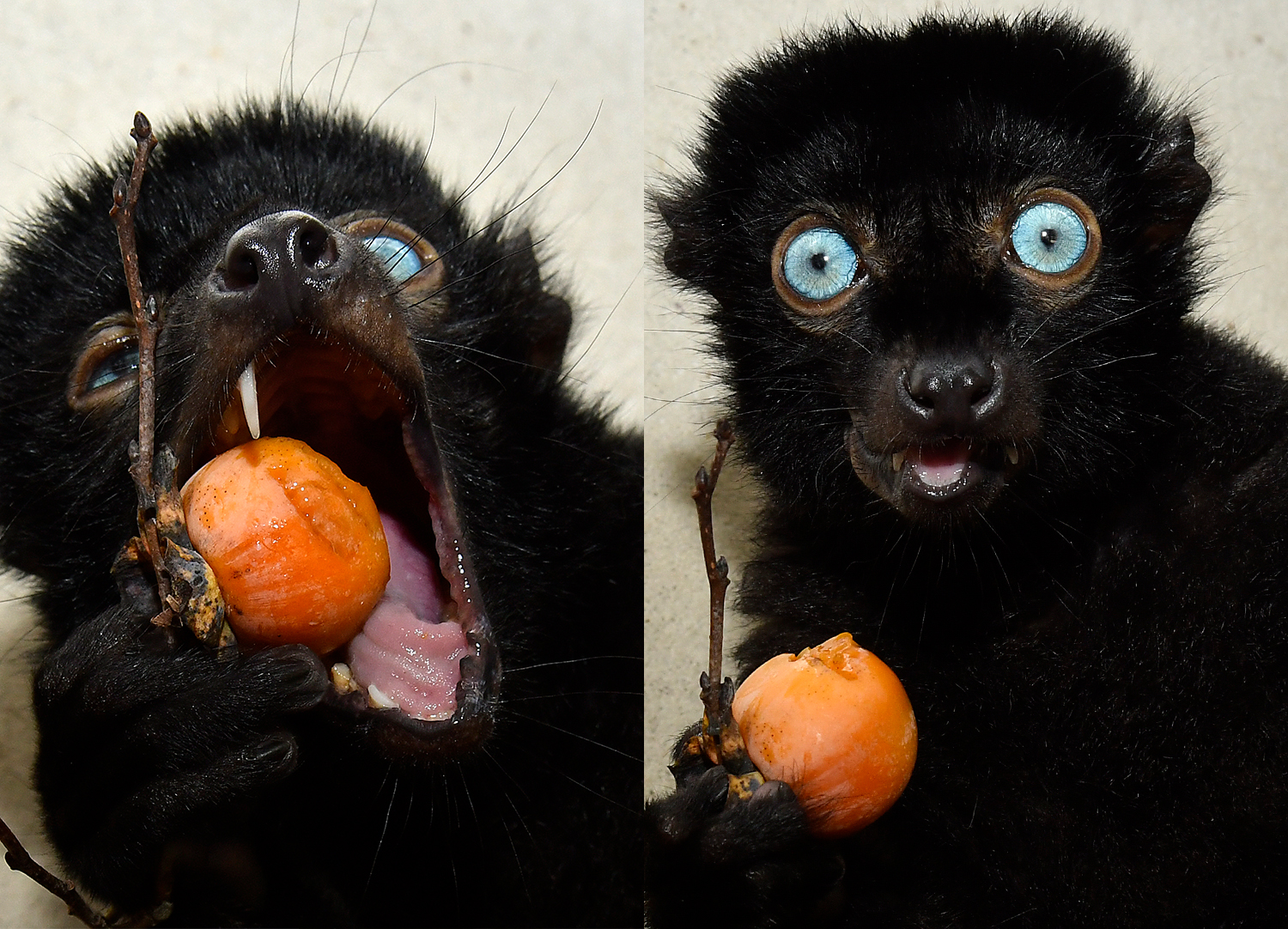 Two photos of a blue-eyed black lemur enthusiastically eating a fig