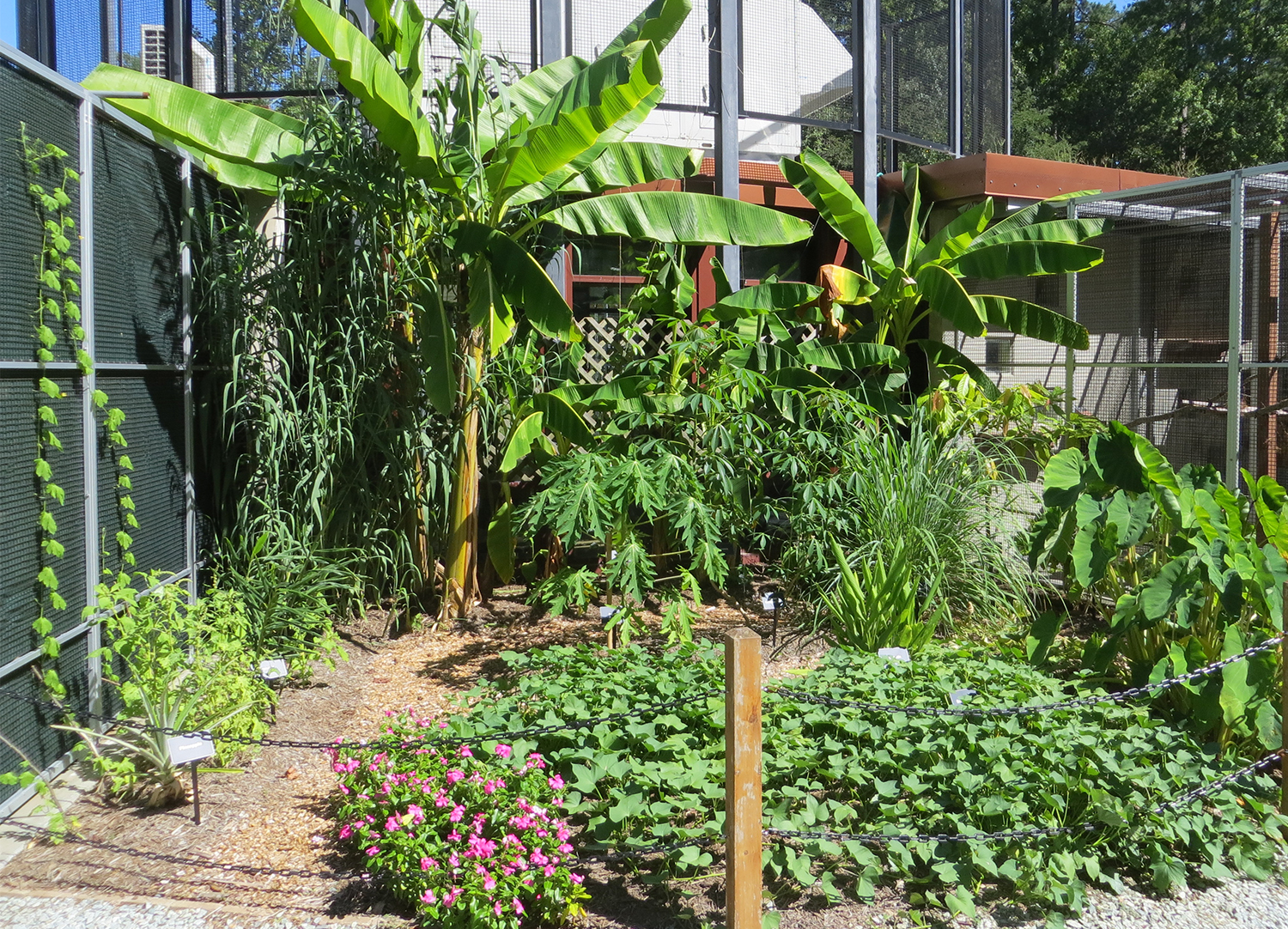 A lush tropical garden featuring plants grown in Madagascar