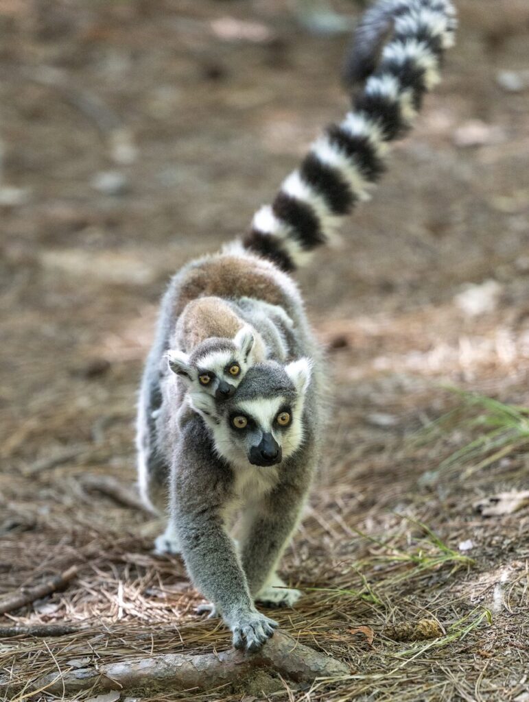 Ring-tailed lemur mom with baby on back