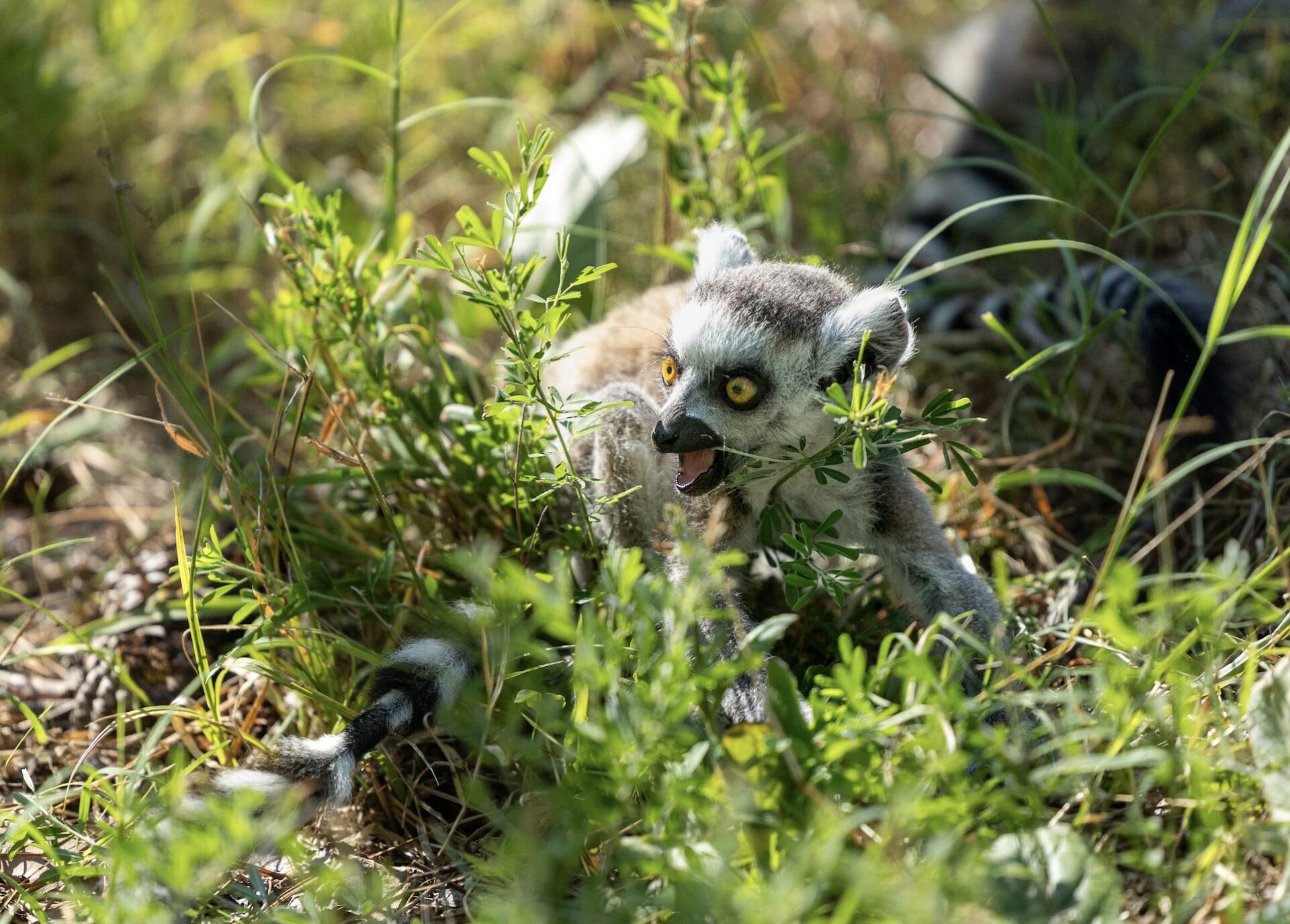 Infant ring-tailed lemur sitting on ground