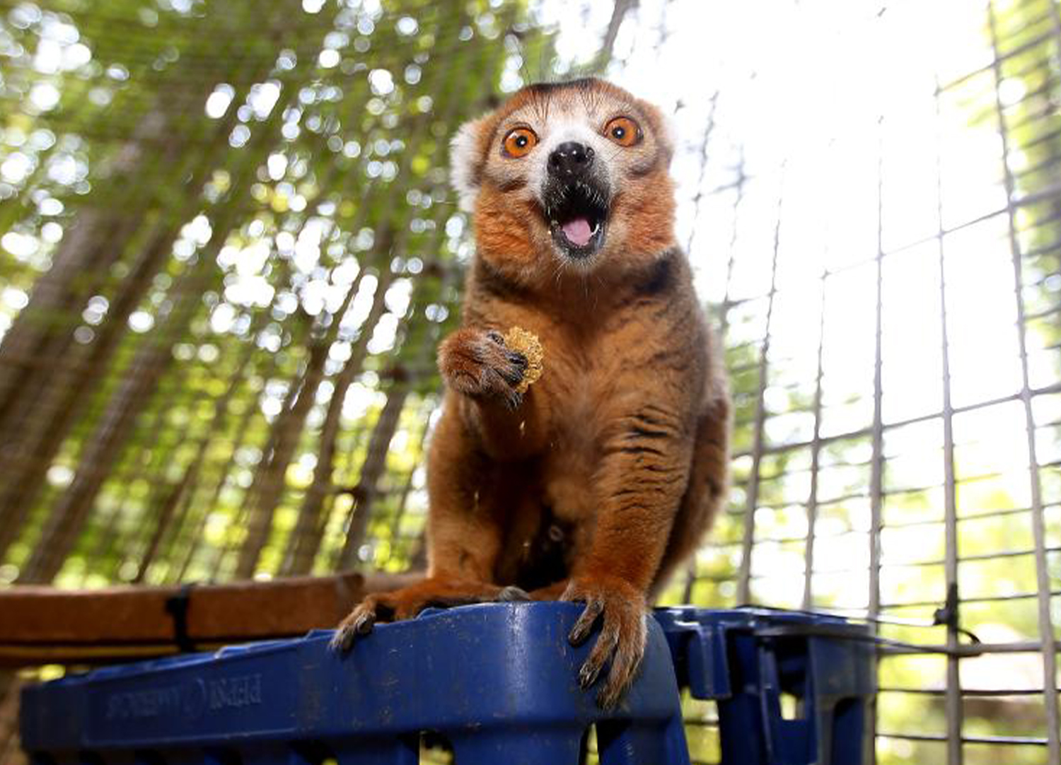 A crowned lemur enthusiastically eats a piece of breakfast chow