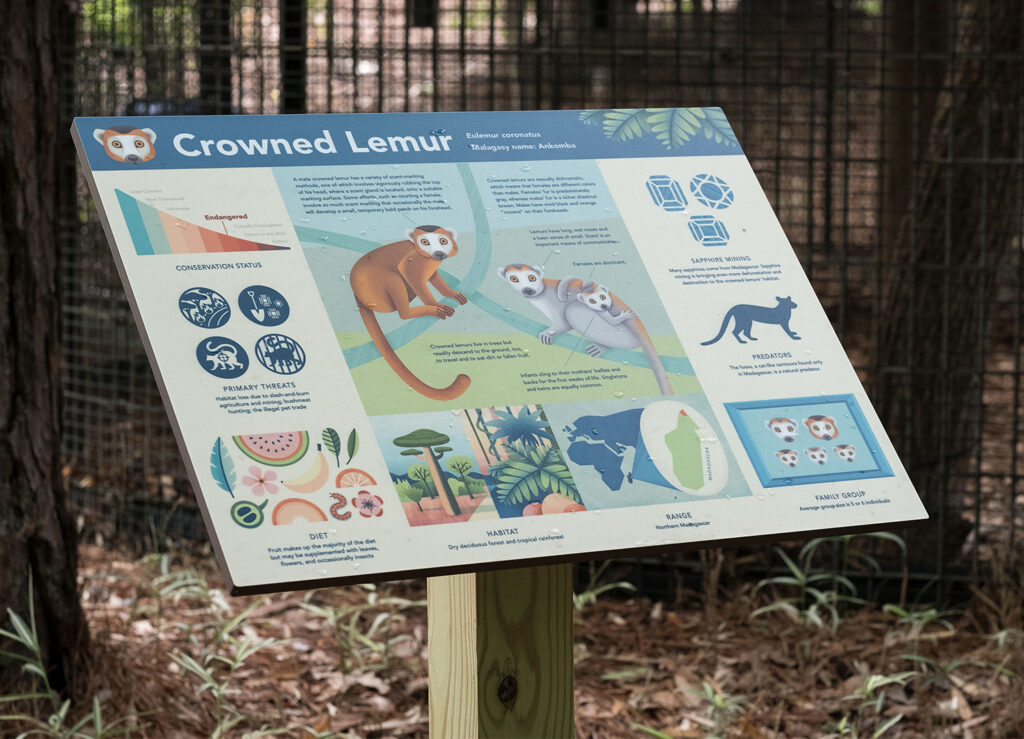 A photo of an infographic about Crowned Lemurs, located on the DLC tour path